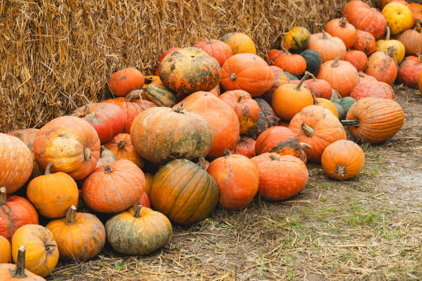 istock Colorful pumpkins and squashes in different varieties. Background 1646121842