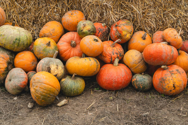 istock Colorful pumpkins and squashes in different varieties. Background 1646121853
