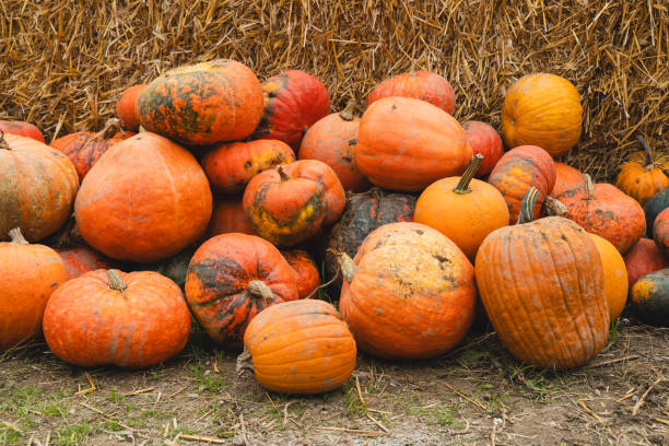 istock Colorful pumpkins and squashes in different varieties. Background 1646121887