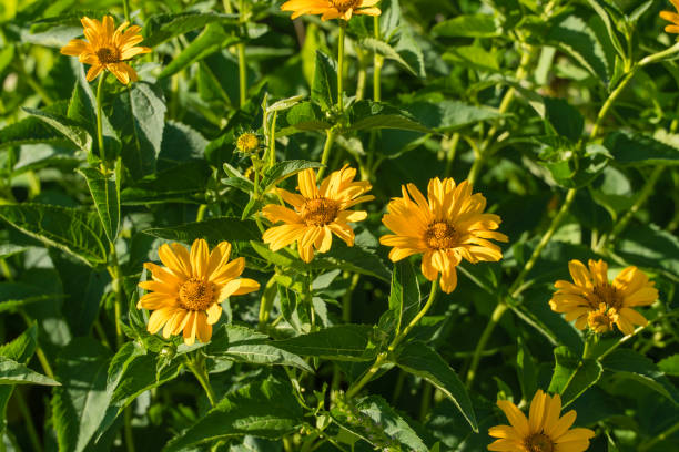 Bright flowers of a garden plant heliopsis on a green bed. Gorgeous yellow flower with numerous petals, natural beauty, natural background, garden flowering plant, garden decoration, green leaves, sunlight, summer. cineraria maritima stock pictures, royalty-free photos & images