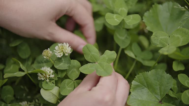 Human hand picking a four-leaf clover from a green clover field