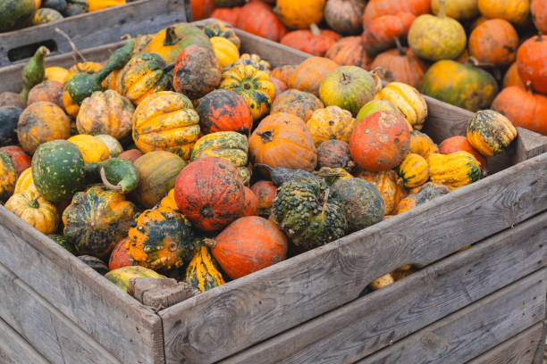 istock Colorful pumpkins and squashes in different varieties. Background 1646126251