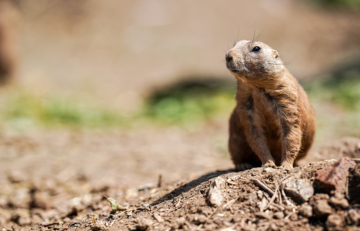 Black-tailed prairie dog (Cynomys ludovicianus) sitting on ground, sunny day, closeup detail.