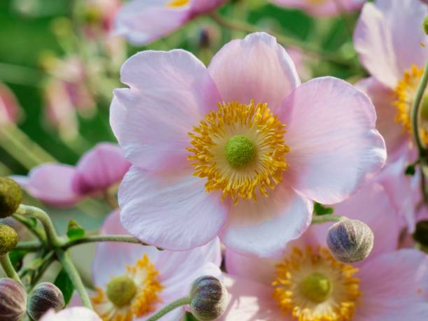 Pale pink blossom of an autumn anemone close-up Pale pink blossom of an autumn anemone close-up japanese anemone windflower flower anemone flower stock pictures, royalty-free photos & images