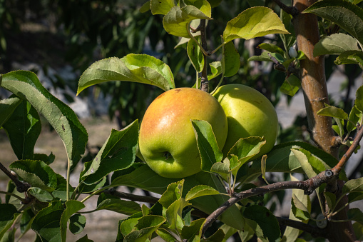 Organic ripe apples on the orchard tree