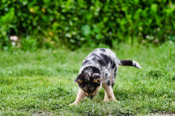 istock dog on grass, photo as a background , australian german shepard sheperd dog 1646142515
