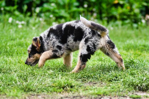 istock dog on grass, photo as a background , australian german shepard sheperd dog 1646142520