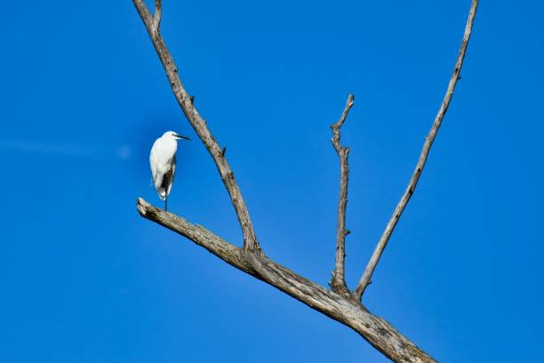 istock eegret egret White big bird on a tree 1646142528