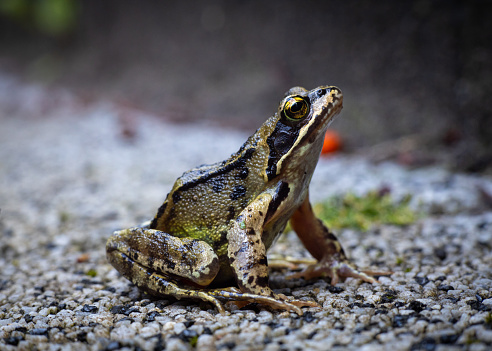 A female bull frog sits at the edge of a pond with dead twigs hanging over him.