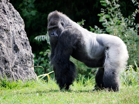 Photo capturing surprised look on an impressive gorilla