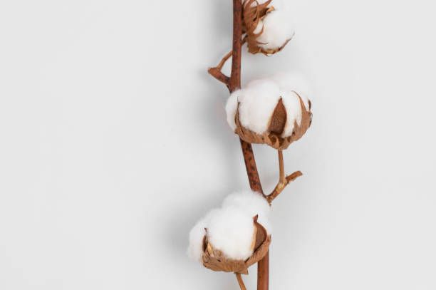 istock Beautiful cotton branch on light gray background top view copy space. Delicate white cotton flowers Flat lay. Light color cotton background. Cotton production 1646166656