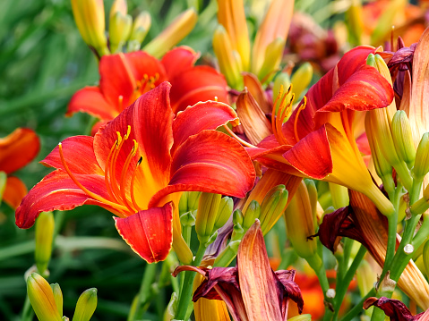 Flowers extreme macro series: Orange lily