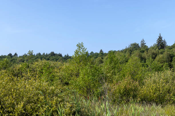 Swampy terrain with plants in summer, features of swamps with different types of plants in summer