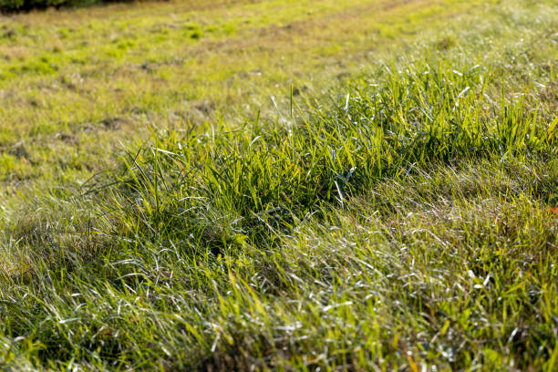istock Green grass with a lot of damage and defects 1646182331