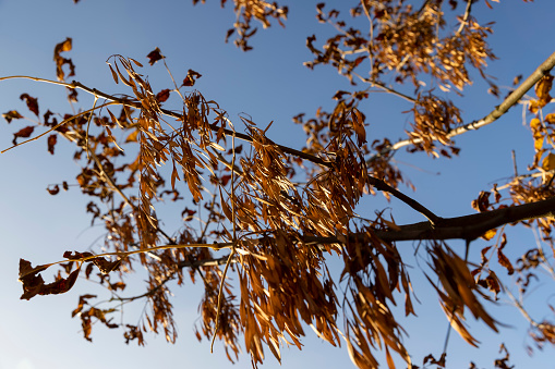 dried acacia leaves