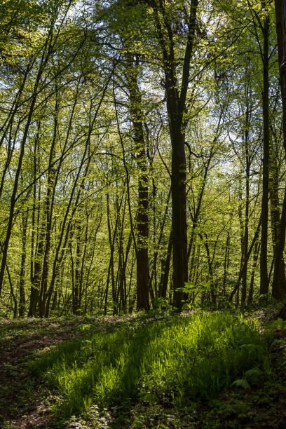 istock young foliage on deciduous trees in the forest in the spring season 1646183401