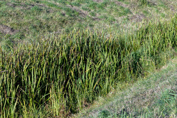 istock A small ditch with reeds and other plants 1646183954