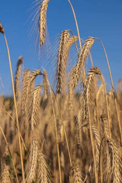 An agricultural field where ripening cereal wheat grows, a cereal field with yellowing wheat plants