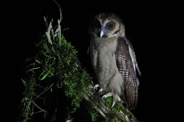 Closed up nocturnal bird, adult Brown wood-owl, uprisen angle view, front shot, in the night sitting on the branch of tropical tree in nature of tropical
moist montane forest, national park in high mountain of northern Thailand.