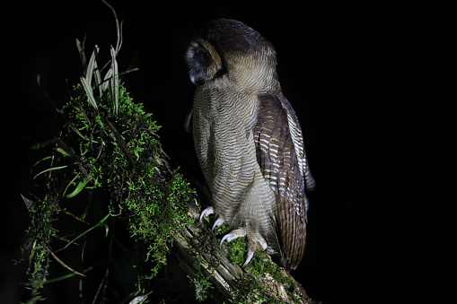 Closed up nocturnal bird, adult Brown wood-owl, uprisen angle view, front shot, in the night sitting on the branch of tropical tree in nature of tropical\nmoist montane forest, national park in high mountain of northern Thailand.