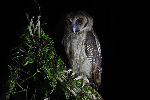 Closed up nocturnal bird, adult Brown wood-owl, uprisen angle view, front shot, in the night sitting on the branch of tropical tree in nature of tropical\nmoist montane forest, national park in high mountain of northern Thailand.