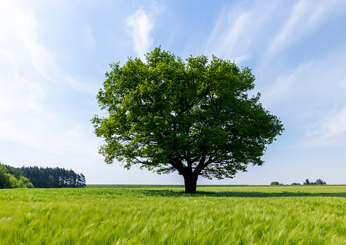 one oak with green foliage in the summer field, a beautiful oak tree in sunny weather