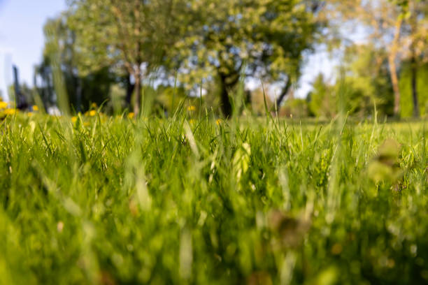 istock green grass is illuminated by sunlight in spring weather 1646188940