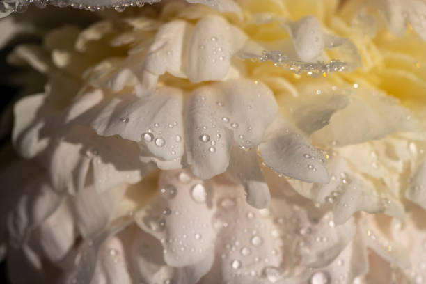 A detailed close-up shot of a delicate white peony flower, its petals covered in fresh raindrops, against a lush dark green leafy background.