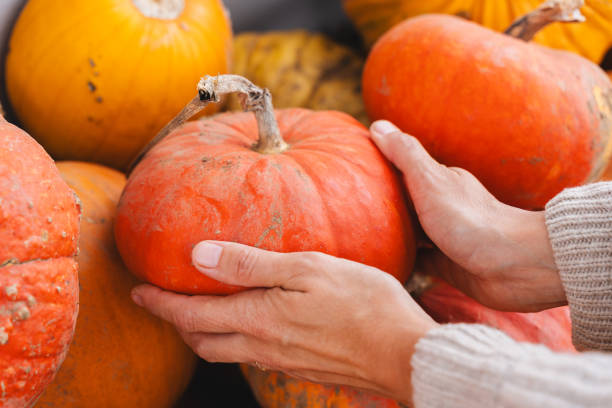 istock Orange pumpkin in hands at farm market. 1646188973