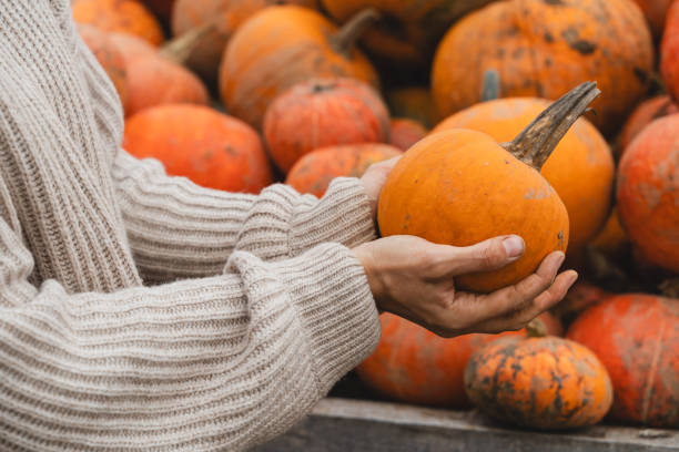 istock Orange pumpkin in hands at farm market. 1646189537