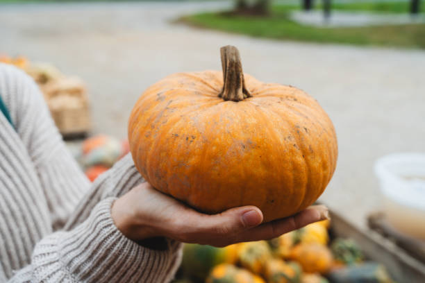 istock Orange pumpkin in hands at farm market. 1646190044