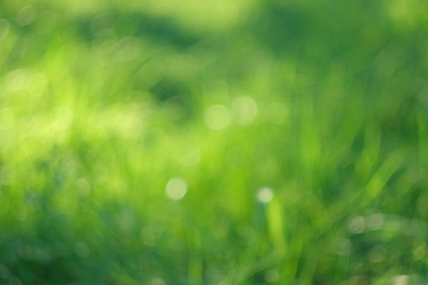 istock Blurred summer natural background. Juicy and bright backdrop. Beautiful defocused leaves. Abstract nature. Natural Bokeh effect with sun rays. Green color light bokeh nature background. Greenery. 1646193254