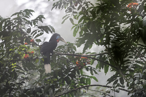 Closed up beautiful hornbill bird, adult female Rufous-necked hornbill, uprisen angle view, side shot, in the morning surrounding covered with fog foraging on the branch of tropical red fruit tree in nature of tropical moist montane forest, national park in high mountain of northern Thailand.