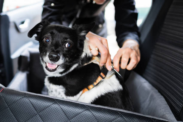 Woman Fastening Dog In Car With Safe Belt Woman Fastening Dog In Car With Safe Belt In Seat Booster box of puppies stock pictures, royalty-free photos & images