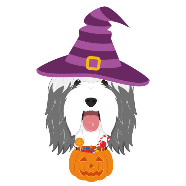 istock Halloween greeting card. Bearded Collie dog dressed as a witch with purple hat and a pumpkin with candies in the mouth 1646206058