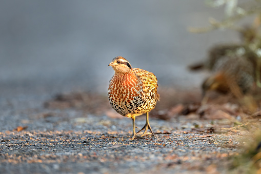 Beautiful partridge bird, adult Mountain bamboo partridge, low angle view, front shot, foraging seeds in  nature of the foothills with white flower in sidewalk, in tropical moist montane, national park in high mountain of northern Thailand.