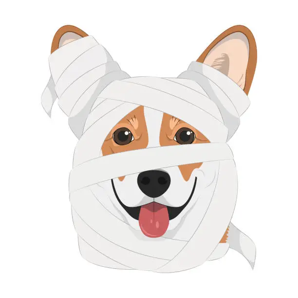 Vector illustration of Halloween greeting card. Pembroke Welsh Corgi dog dressed as a mummy