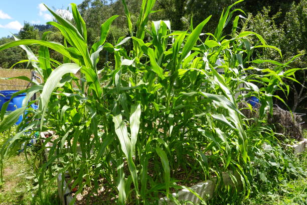 istock Corn cultivation on raised beds in the backyard garden. Corn plant. corn cob 1646211956