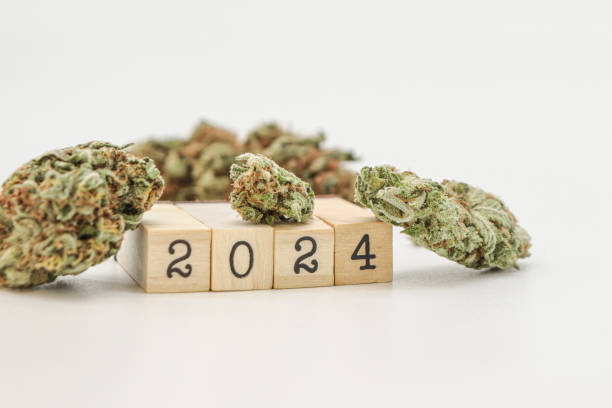 istock 2024 on cubes with marijuana buds 1646217203