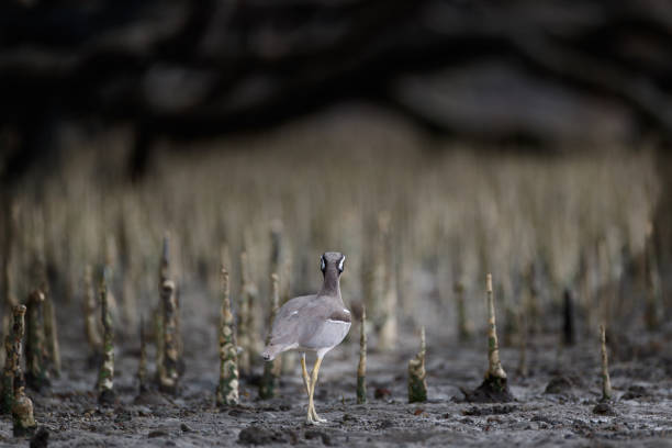 Closed up the sea bird in beauty light, adult Beach thick-knee also known as Beach stone-curlew, low angle view, rear shot, in early morning walking on the coastline covered with roots of mangrove tree in nature of tropical rainforest, national park on the small islands of Andaman Sea, southern Thailand.