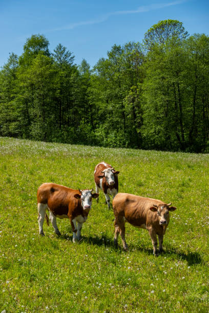 Organic farming of cows giving healthier milk.