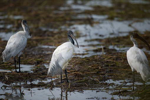 Beautiful wader bird, a small flock of adult Black-headed ibis, also known as Oriental white ibis, Indian white ibis and Black-necked ibis, low angle view, side shot, in the morning foraging on the agriculture field covered with mudflat in nature of tropical climate, central Thailand.