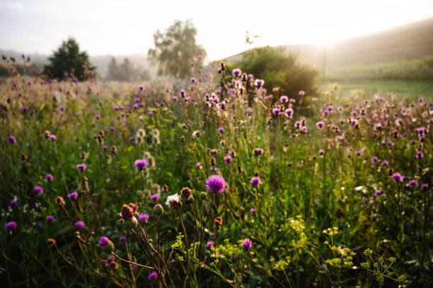 istock flowers field in the morning 1646227483