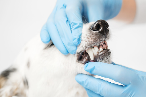 Close up profile shot of a black and white mongrel dog and the veterinarian. Doctor in blue gloves is holding dog's head, doing check up, looking at the teeth.
