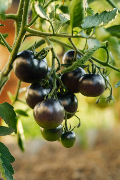 крупный план вертикального снимка ветки черных помидоров indigo rose, незрелых. - green tomato black krim tomato cherry tomato tomato стоковые фото и изображения