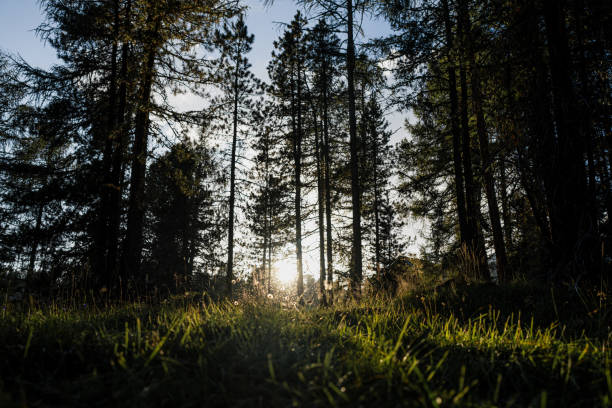 istock Man trail running in a mountain forest 1646233643