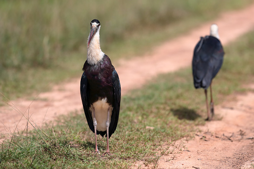 Portrait of beautiful stork, a small flock of adult Asian woolly-necked stork or Asian woollyneck, low angle view, front shot, in the morning foraging food on the ground of agriculture area in nature of tropical dry forest, national wildlife reserve in northeastern Thailand.