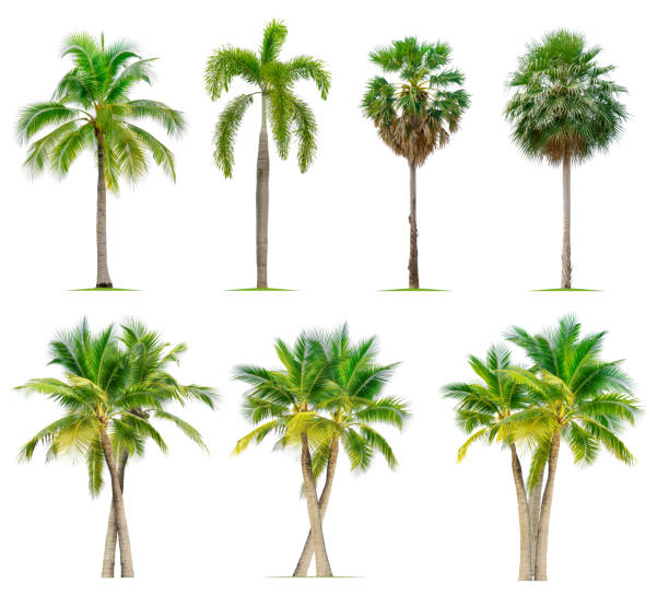 istock Coconut tree,Foxtail palm tree and Fan palm. 1646248912