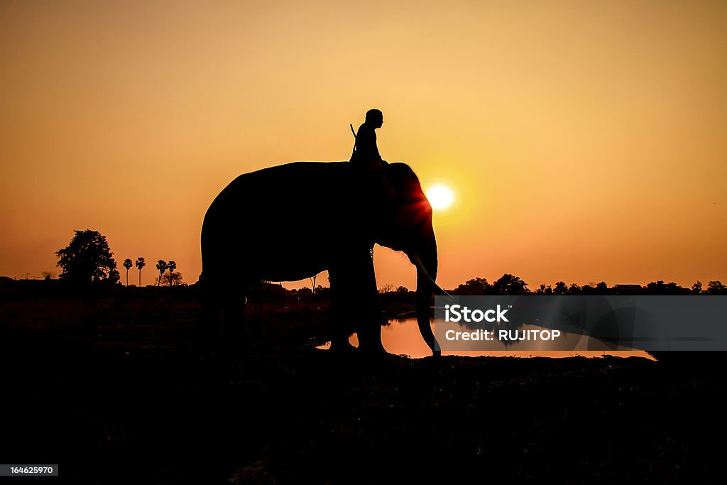 silhouette d'éléphants action à Ayutthaya province, en Thaïlande - Photo de Adulte libre de droits