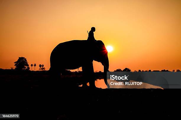 Photo libre de droit de Silhouette Déléphants Action À Ayutthaya Province En Thaïlande banque d'images et plus d'images libres de droit de Adulte